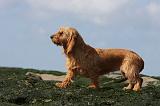 BASSET FAUVE DE BRETAGNE 008